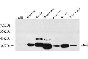 Western Blot analysis of various samples using TRAIL Polyclonal Antibody at dilution of 1:1000. (TRAIL antibody)