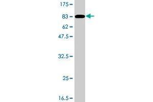 Western Blot detection against Immunogen (75. (LILRB4 antibody  (AA 1-448))