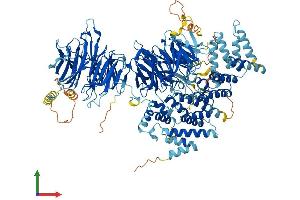 AlphaFold protein structure predicition of Human Recombinant WDR11 Protein, UniprotID Q9BZH6 (WDR11 Protein (AA 1-1224) (His tag))