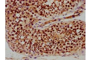 IHC image of ABIN7168592 diluted at 1:400 and staining in paraffin-embedded human testis tissue performed on a Leica BondTM system. (SAGE1 antibody  (AA 3-133))