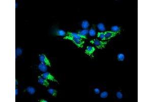 Anti-DLD mouse monoclonal antibody (ABIN2454921) immunofluorescent staining of COS7 cells transiently transfected by pCMV6-ENTRY DLD (RC200639). (DLD antibody)