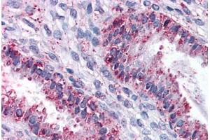 Anti-DPEP1 antibody  ABIN960762 IHC staining of human uterus. (DPEP1 antibody  (N-Term))