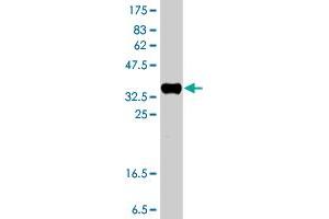 Western Blot detection against Immunogen (37. (Choline Kinase alpha antibody  (AA 294-393))