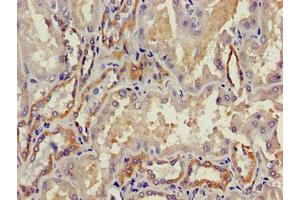 Immunohistochemistry of paraffin-embedded human kidney tissue using ABIN7172834 at dilution of 1:100 (TGFB3 antibody  (AA 301-412))