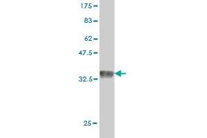 Western Blot detection against Immunogen (35. (GPR175 antibody  (AA 281-371))
