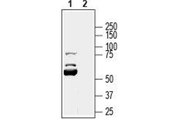 KCNK16 antibody  (1st Extracellular Loop)