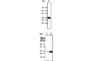 The cell lysates (40ug) were resolved by SDS-PAGE, transferred to PVDF membrane and probed with anti-human FKBP14 antibody (1:1000). (FKBP14 antibody)