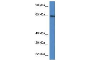 Image no. 1 for anti-Acyl-CoA Synthetase Short-Chain Family Member 2 (ACSS2) (N-Term) antibody (ABIN6747592) (ACSS2 antibody  (N-Term))