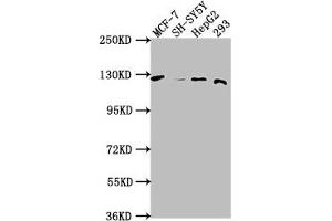 Western Blot Positive WB detected in: MCF-7 whole cell lysate, SH-SY5Y whole cell lysate, HepG2 whole cell lysate, 293 whole cell lysate All lanes: WWC3 antibody at 1:1000 Secondary Goat polyclonal to rabbit IgG at 1/50000 dilution Predicted band size: 123, 66 kDa Observed band size: 123 kDa (WWC3 antibody  (AA 65-85))
