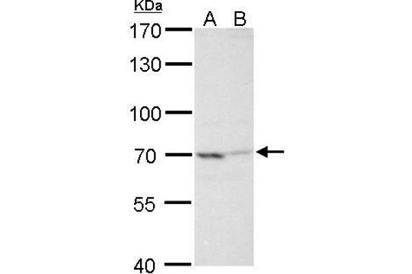 TNIP2 anticorps  (Center)