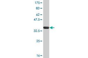 Western Blot detection against Immunogen (37. (FEN1 antibody  (AA 1-110))