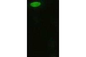 Anti-MAPK8 mouse monoclonal antibody (ABIN2452351) immunofluorescent staining of HeLa cells transiently transfected by pCMV6-ENTRY MAPK8 (RC218407) (JNK antibody  (AA 1-384))