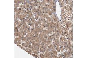 Immunohistochemical staining of human liver with ERICH1 polyclonal antibody  shows cytoplasmic positivity in hepatocytes at 1:20-1:50 dilution. (ERICH1 antibody)