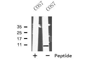 Western blot analysis of MRPL33 using COS7 whole cell lysates (MRPL33 antibody)