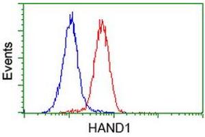 Flow cytometric Analysis of Hela cells, using anti-HAND1 antibody (ABIN2454416), (Red), compared to a nonspecific negative control antibody, (Blue).