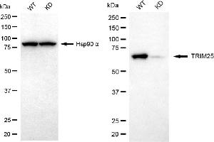 Western blotting analysis using TRIM25 antibody (ABIN7800630).