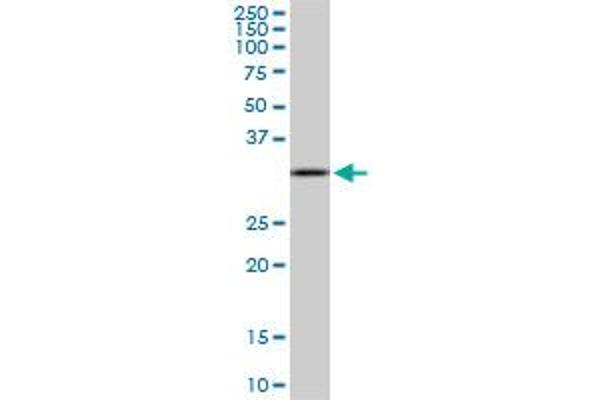 CIAPIN1 antibody  (AA 266-367)