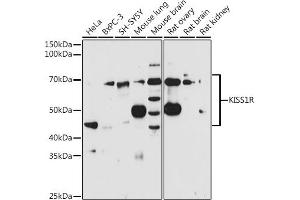 Western blot analysis of extracts of various cell lines, using KISS1R antibody (ABIN3017091, ABIN3017092, ABIN3017093 and ABIN6219946) at 1:1000 dilution. (KISS1R antibody)