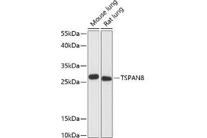 Western blot analysis of extracts of various cell lines, using TSP antibody (ABIN6128850, ABIN6149643, ABIN6149645 and ABIN6217202) at 1:3000 dilution. (Tspan-8 antibody  (AA 110-200))