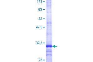 SLCO2A1 Protein (AA 276-325) (GST tag)