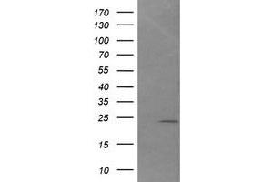 Image no. 1 for anti-DAN Domain Family, Member 5 (DAND5) (AA 23-189) antibody (ABIN1491236) (DAND5 antibody  (AA 23-189))
