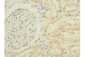Immunohistochemistry of paraffin-embedded human kidney tissue using ABIN7168218 at dilution of 1:100