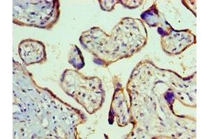 Immunohistochemistry of paraffin-embedded human placenta tissue using ABIN7160251 at dilution of 1:100 (SMAD9 antibody  (AA 1-300))