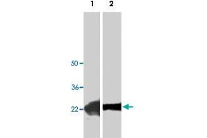 Western blot analysis of recombinant PDGFC (Lane 1) and HepG2 (Lane 2) lysate with PDGFC polyclonal antibody  at 1 : 400 dilution.