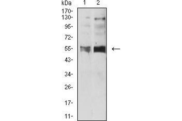 Serotonin Receptor 3B antibody  (AA 23-150)