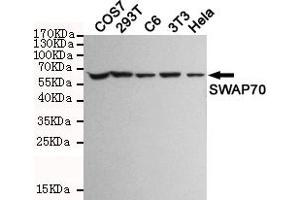 Western blot detection of SW in COS7,293T,C6,3T3 and Hela cell lysates and using SW mouse mAb (1:1000 diluted). (SWAP70 antibody)