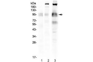 Western blot testing of 1) rat spleen, 2) mouse spleen and 3) mouse RAW lysate with CD68 antibody.