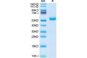 SDS-PAGE (SDS) image for GDNF Family Receptor alpha 3 (GFRA3) (AA 32-382) protein (His tag) (ABIN7274742)