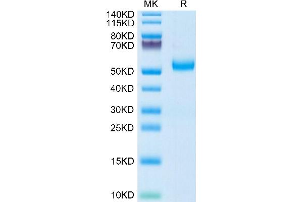GFRA3 Protein (AA 32-382) (His tag)