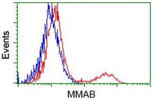 HEK293T cells transfected with either RC204290 overexpress plasmid (Red) or empty vector control plasmid (Blue) were immunostained by anti-MMAB antibody (ABIN2454036), and then analyzed by flow cytometry. (MMAB antibody)