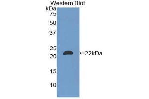 Western Blotting (WB) image for anti-Laminin, alpha 1 (LAMA1) (AA 2640-2773) antibody (ABIN1173228) (Laminin alpha 1 antibody  (AA 2640-2773))