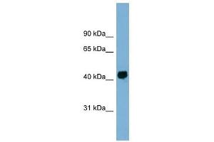 KIAA1704 antibody used at 1 ug/ml to detect target protein. (GPALPP1 antibody  (Middle Region))