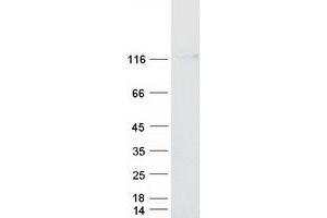 Validation with Western Blot (AGLU Protein (Transcript Variant 1) (Myc-DYKDDDDK Tag))