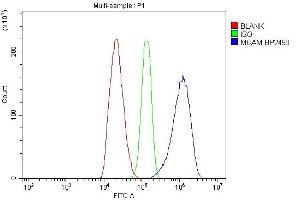 Flow Cytometry analysis of C6 cells using anti-MCAM antibody (ABIN7601026). (MCAM antibody  (AA 27-621))