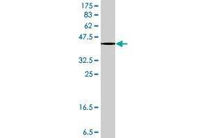 Western Blot detection against Immunogen (37. (AHNAK antibody  (AA 1-100))