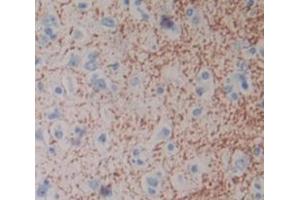Figure. (HAP1 antibody  (AA 160-381))