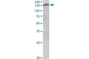 CUX2 monoclonal antibody (M03), clone 2H8. (CUX2 antibody  (AA 121-220))