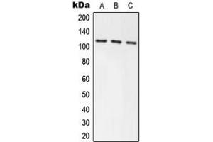 Western blot analysis of Axin-1 expression in HEK293T (A), NIH3T3 (B), PC12 (C) whole cell lysates.