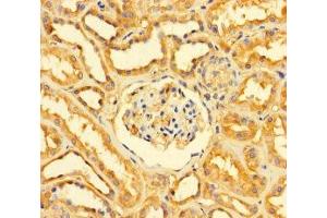 Immunohistochemistry of paraffin-embedded human kidney tissue using ABIN7154018 at dilution of 1:100 (GATD3A (AA 43-268) antibody)