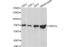 Western blot analysis of extracts of various cell lines, using HSPA1L antibody. (HSPA1L antibody  (AA 342-641))