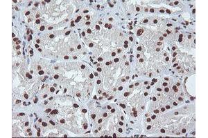Immunohistochemical staining of paraffin-embedded Human Kidney tissue using anti-EXOSC7 mouse monoclonal antibody.