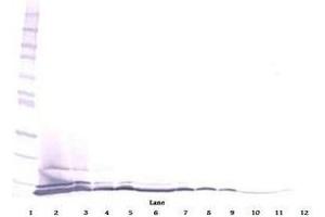 Image no. 3 for anti-Chemokine (C-C Motif) Ligand 26 (CCL26) antibody (ABIN465090) (CCL26 antibody)