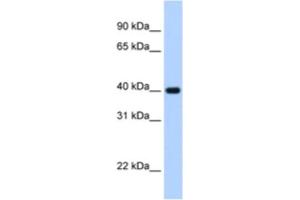 Western Blotting (WB) image for anti-Zinc Finger Protein 187 (ZNF187) antibody (ABIN2463836) (ZNF187 antibody)