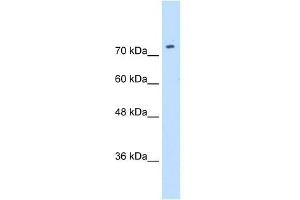 SLC7A1 antibody used at 0. (SLC7A1 antibody)