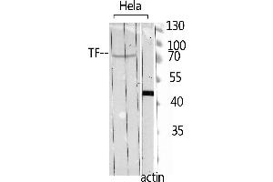 Western Blotting (WB) image for anti-Transferrin (TF) (C-Term) antibody (ABIN3178268) (Transferrin antibody  (C-Term))