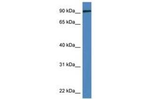 Image no. 1 for anti-Discs, Large Homolog 3 (DLG3) (AA 58-107) antibody (ABIN6747216) (DLG3 antibody  (AA 58-107))